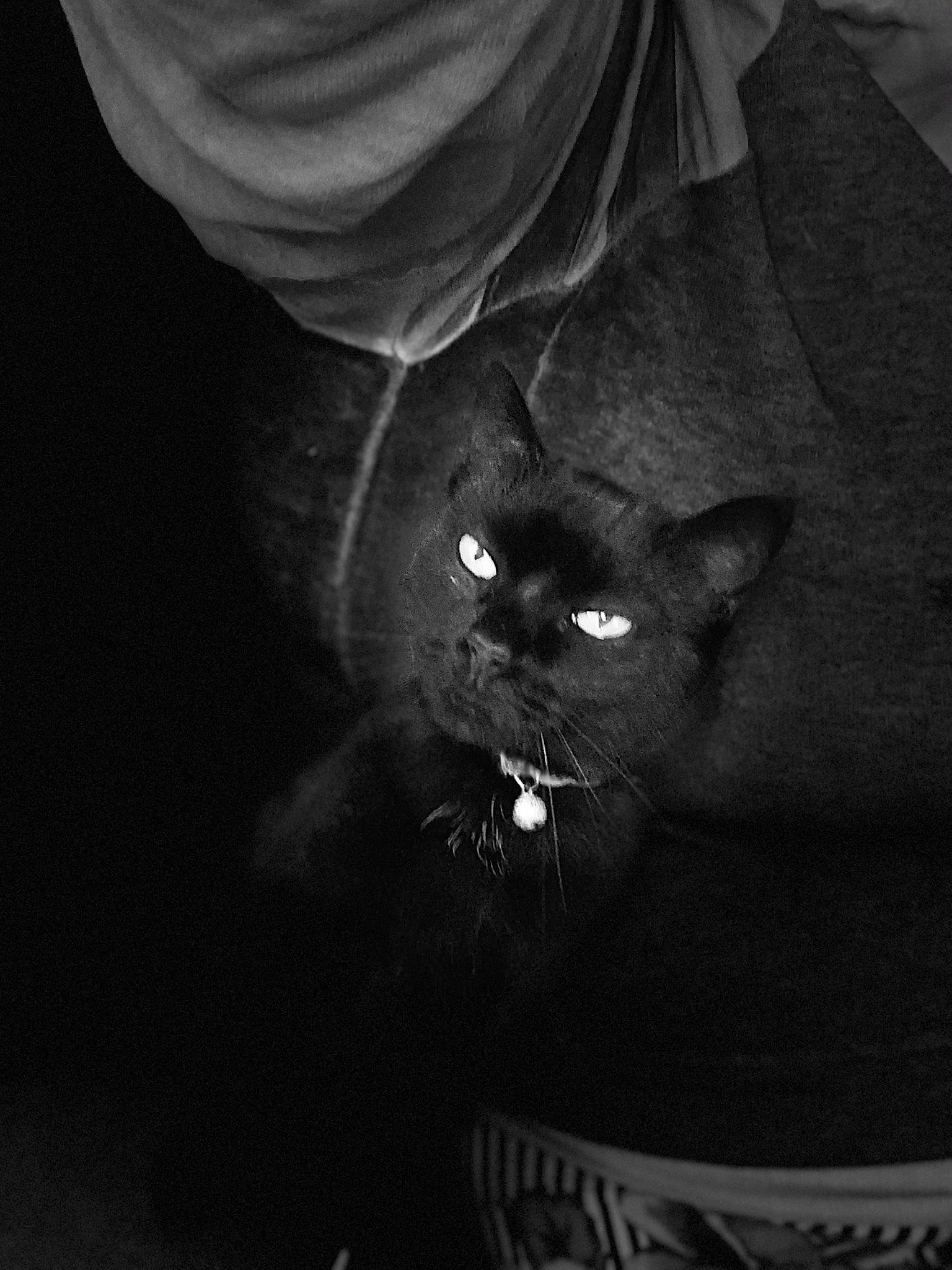 Toothless is registered to the contest to win money with this photo: black, black_cat, carnivore, cat, darkness, eye, felidae, fur, grey, head, monochrome, monochrome_photography, shadow, sleeve, small_to_medium_sized_cats, snout, still_life_photography, tail, terrestrial_animal, whiskers