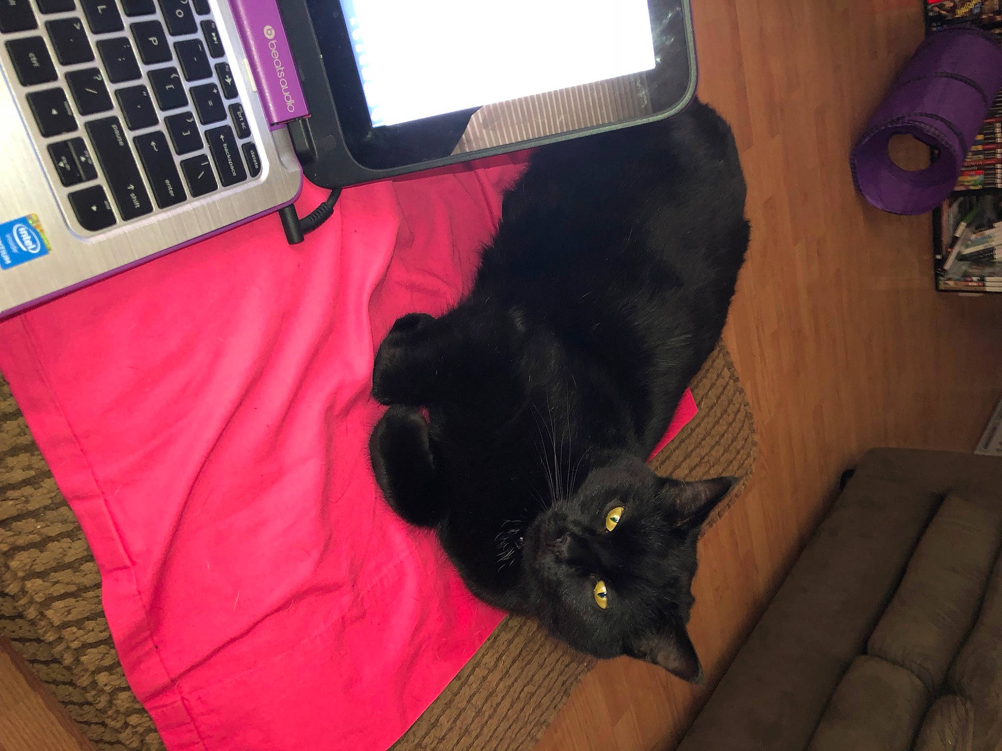 Toothless is registered to the contest to win money with this photo: black, bombay, carnivore, cat, chair, comfort, computer, couch, felidae, floor, flooring, input_device, laptop, output_device, peripheral, personal_computer, small_to_medium_sized_cats, snout, tail, whiskers