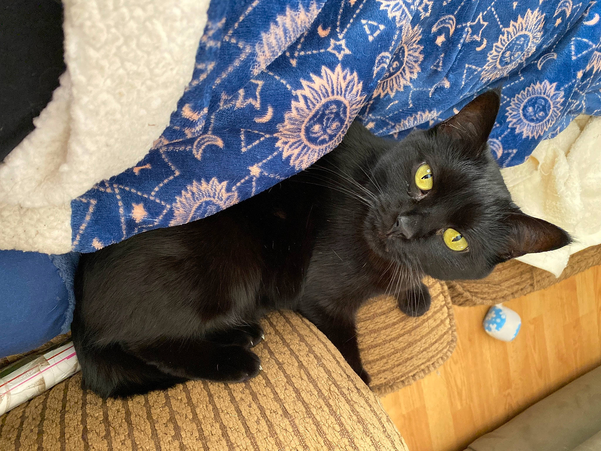 Toothless is registered to the contest to win money with this photo: black_cat, bombay, carnivore, cat, claw, comfort, domestic_short_haired_cat, electric_blue, felidae, flooring, fur, grey, hardwood, small_to_medium_sized_cats, snout, tail, whiskers, wood, wood_stain