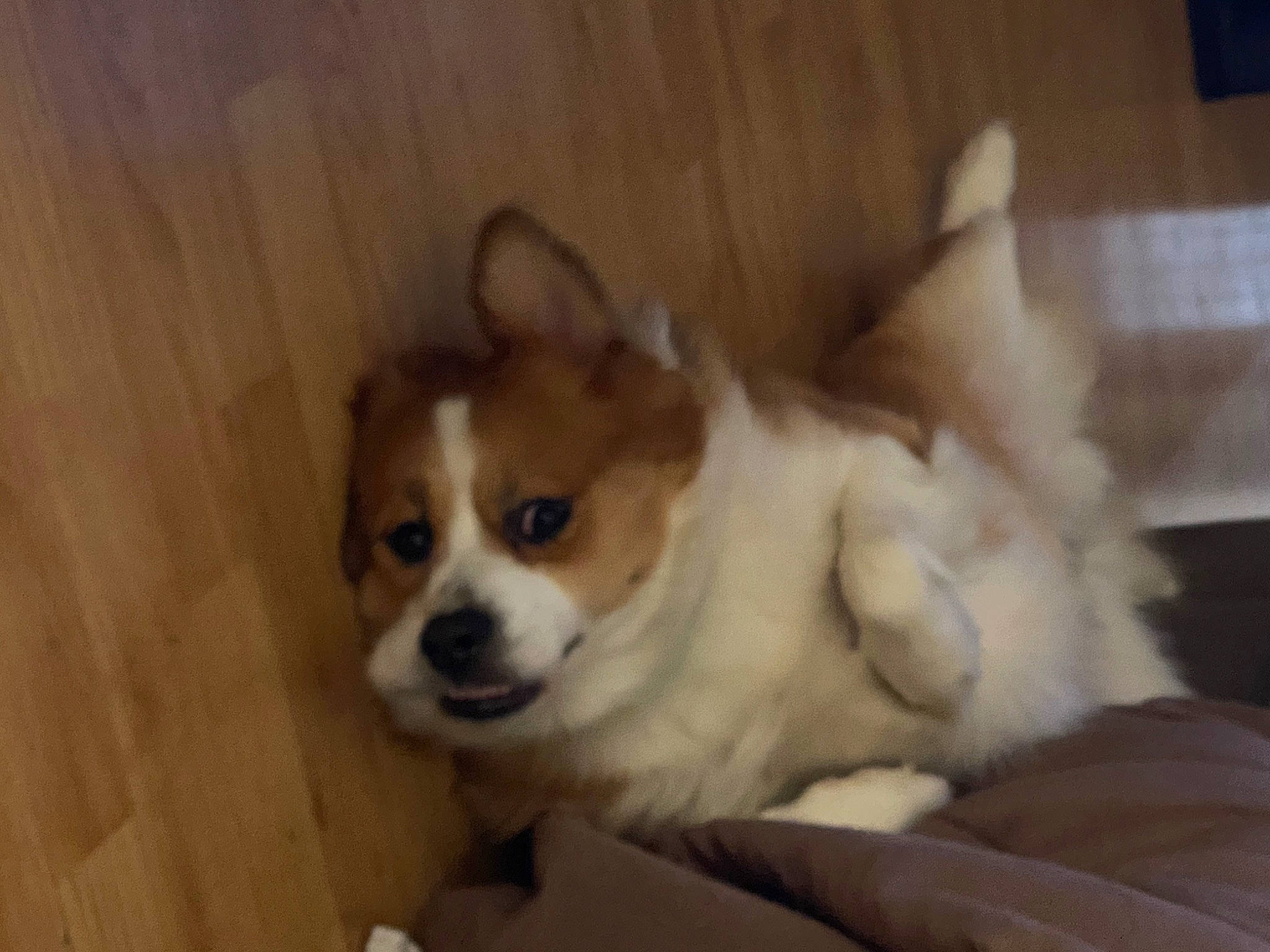 Kovu joined the competition — help win amazing prizes! bored, canidae, carnivore, comfort, companion_dog, corgi_chihuahua, dog, dog_breed, door, fawn, fur, hardwood, snout, sporting_group, terrestrial_animal, toy_dog, whiskers, wood, working_animal, working_dog