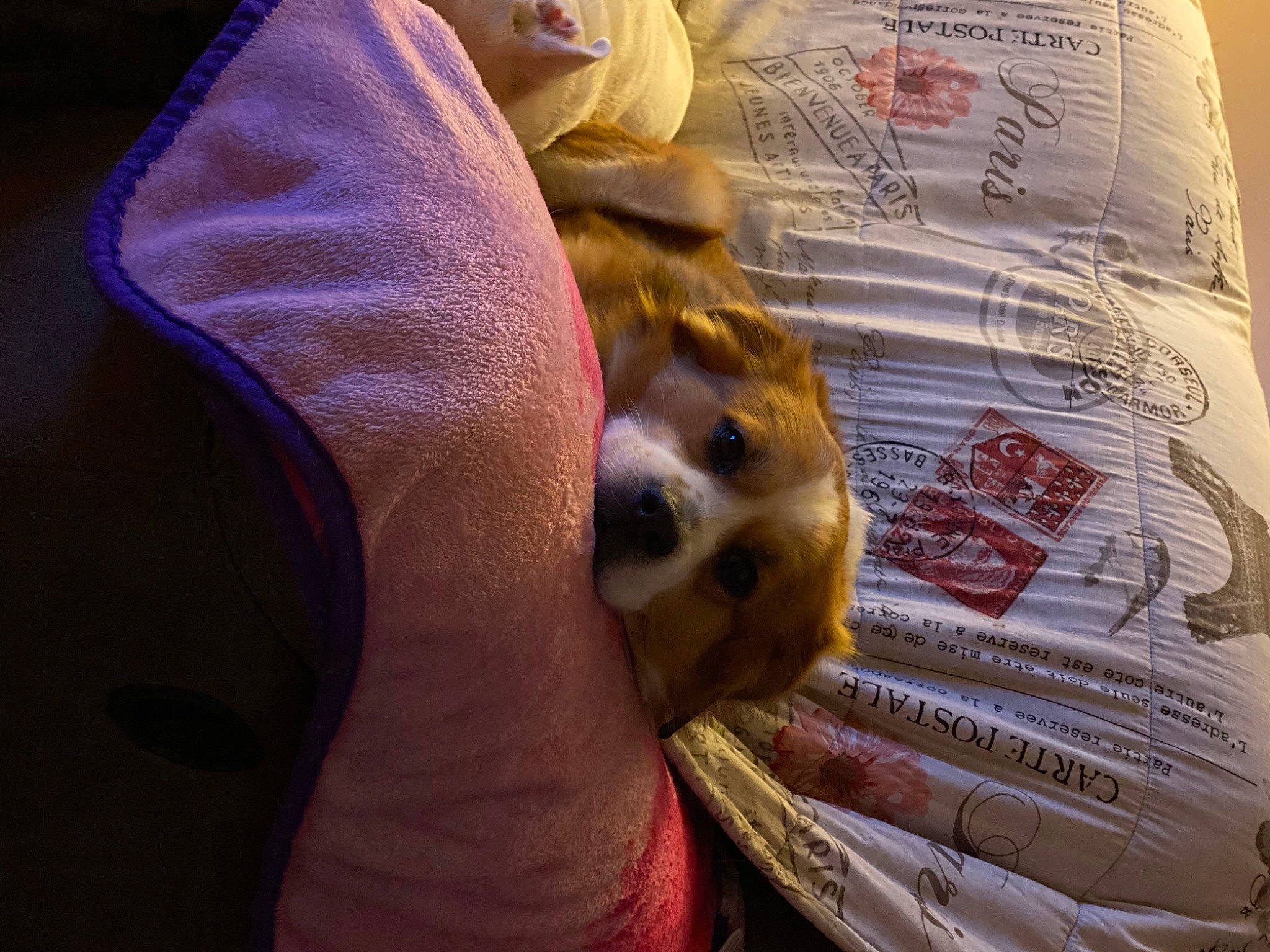 Kovu is registered to the contest to win money with this photo: bedding, canidae, carnivore, comfort, companion_dog, dog, dog_breed, fawn, felidae, font, fur, linens, nap, publication, room, small_to_medium_sized_cats, sporting_group, t_shirt, toy_dog, whiskers