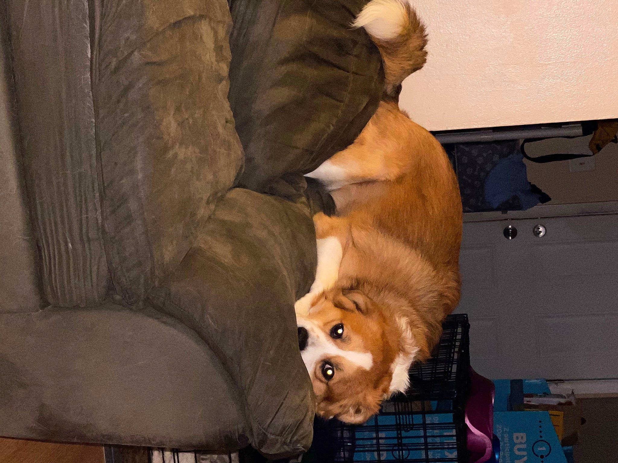 Kovu joined the competition — help win amazing prizes! canidae, carnivore, comfort, companion_dog, couch, dog, dog_breed, dog_supply, fawn, felidae, fur, liver, paw, snout, spitz, sporting_group, tail, terrestrial_animal, whiskers, working_animal