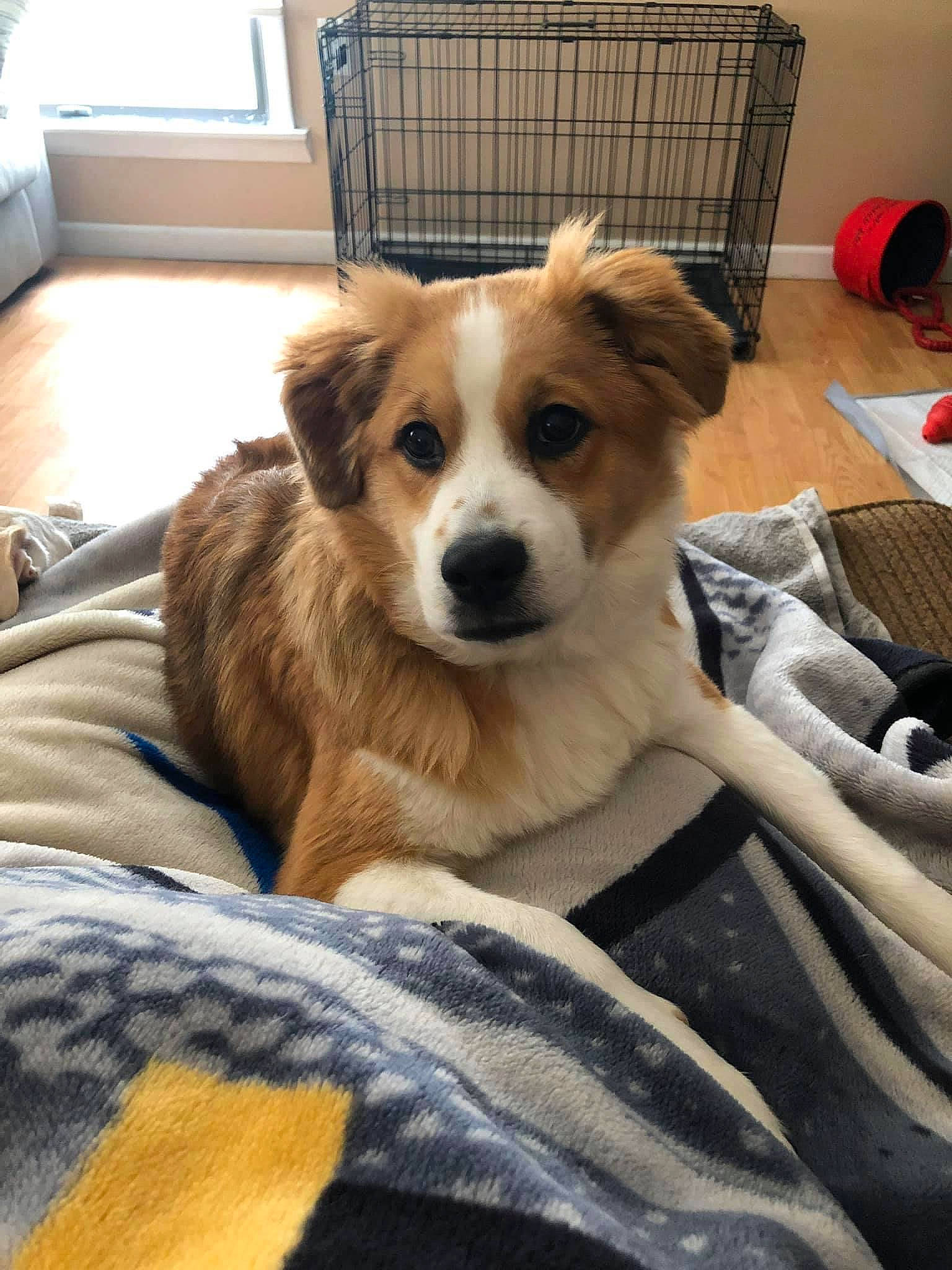 Kovu is registered to the contest to win money with this photo: canidae, carnivore, chair, comfort, companion_dog, dog, dog_breed, dog_supply, fawn, flooring, fur, room, snout, sporting_group, terrestrial_animal, toy_dog, whiskers, window, wood, working_animal