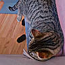 Caspian joined the competition — help win amazing prizes! cat, tabby_cat, striped_fur, pet, animal, couch, sofa, indoor, living_room, relaxed, sleeping, lying_down, upside_down, tail, ears, whiskers, wood_floor, furniture, home, photography