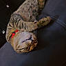 Caspian is registered to the contest to win money with this photo: cat, tabby, pet, feline, animal, lying_down, upside_down, couch, sofa, indoor, home, relaxed, playful, paws, whiskers, striped_fur, red_collar, sleepy, portrait, funny_pose