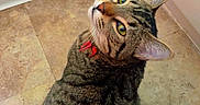 Caspian joined the competition — help win amazing prizes! cat, tabby_cat, pet, animal, feline, collar, red_collar, green_eyes, whiskers, striped_fur, sitting, head_tilt, portrait, indoor, tile_floor, door, vacuum_cleaner, jeans, shoes, home