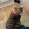 cat, tabby_cat, pet, animal, feline, collar, red_collar, green_eyes, whiskers, striped_fur, sitting, head_tilt, portrait, indoor, tile_floor, door, vacuum_cleaner, jeans, shoes, home