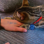 Caspian joined the competition — help win amazing prizes! cat, tabby_cat, sleeping, pet, collar, pet_tag, red_collar, blue_tag, whiskers, ears, fur, striped_fur, cuddling, human_hand, tattoo, couch, indoor, cozy, smartphone, relaxed