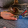 cat, tabby_cat, sleeping, pet, collar, pet_tag, red_collar, blue_tag, whiskers, ears, fur, striped_fur, cuddling, human_hand, tattoo, couch, indoor, cozy, smartphone, relaxed