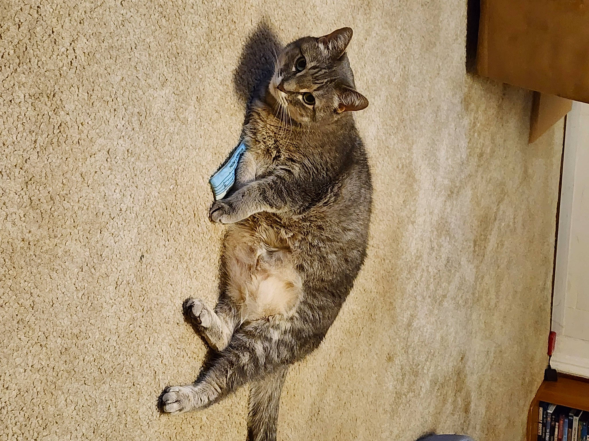 Tracer joined the competition — help win amazing prizes! bobcat, box, carnivore, cat, claw, domestic_short_haired_cat, felidae, fur, lynx, paw, sitting, small_to_medium_sized_cats, snout, soil, tail, terrestrial_animal, whiskers, wildlife, wood