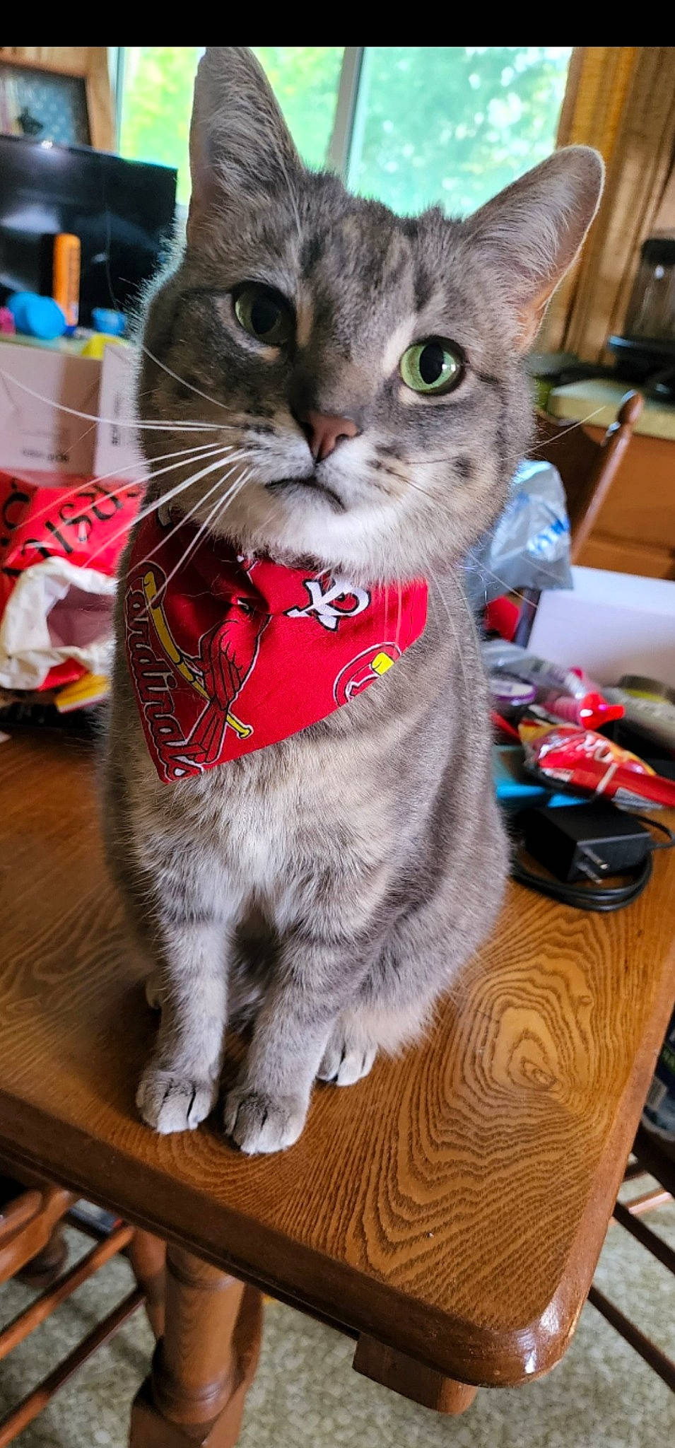 Tracer is registered to the contest to win money with this photo: carnivore, cat, cat_supply, cat_toy, claw, collar, domestic_short_haired_cat, event, felidae, fur, holiday, paw, small_to_medium_sized_cats, snout, tail, whiskers