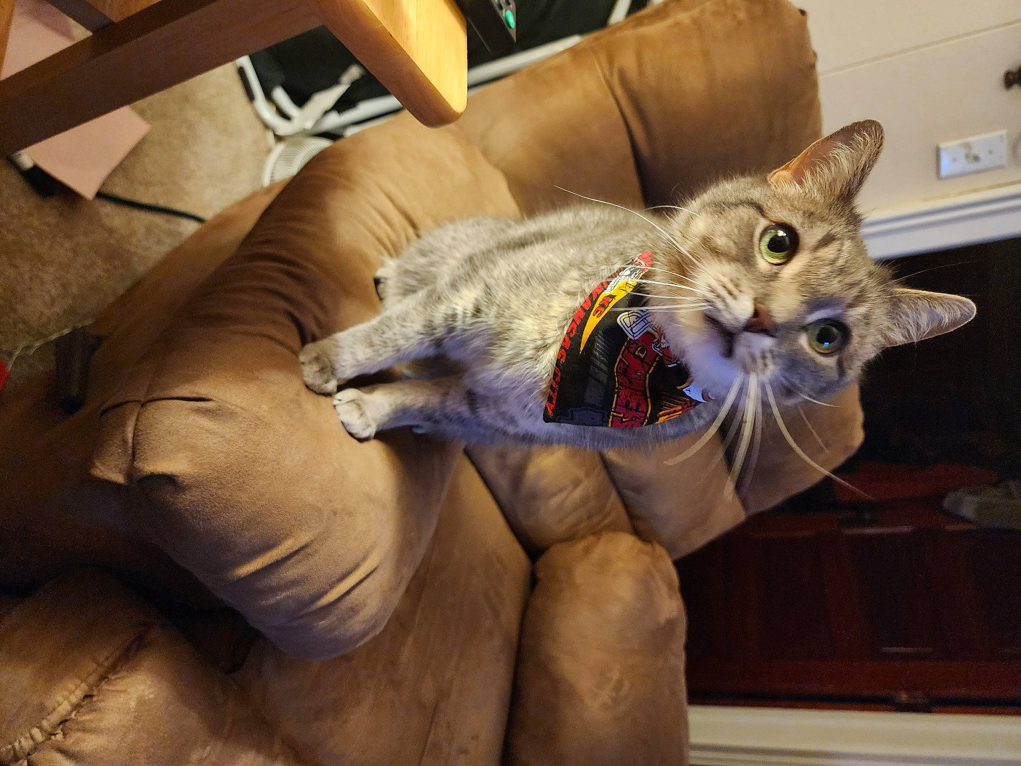 Tracer is registered to the contest to win money with this photo: canidae, carnivore, cat, chair, claw, comfort, couch, domestic_short_haired_cat, fawn, felidae, fur, lap, mammal, paw, room, small_to_medium_sized_cats, snout, tail, vertebrate, whiskers