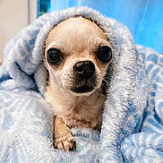 Gracy Chouchou participe au concours pour gagner de l'argent avec cette photo : dog, chihuahua, small_dog, puppy, pet, animal, face, eyes, nose, fur, blanket, wrapped, cozy, cute, portrait, closeup, indoors, blue, white, snuggling