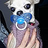 Gracy Chouchou participe au concours pour gagner de l'argent avec cette photo : dog, chihuahua, puppy, small_dog, white_fur, large_eyes, pacifier, sweater, knitwear, held, human_hand, portrait, indoor, flash_photography, closeup, funny, cute, pet, dark_background, costume