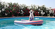 Gracy Chouchou participe au concours pour gagner de l'argent avec cette photo : dog, small_dog, chihuahua, pool, swimming_pool, pool_float, water, outdoor, flowers, oleander, garden, sunny, summer, pet, wet_dog, standing, portrait, colorful, blue_water, funny