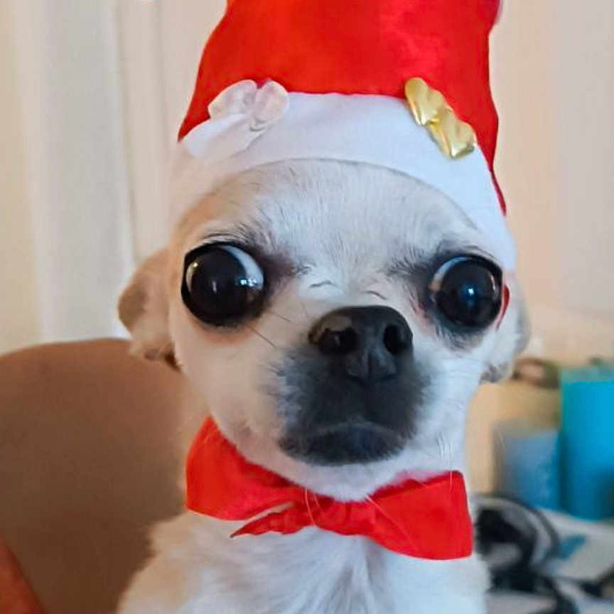 Gracy Chouchou participe au concours pour gagner de l'argent avec cette photo : dog, small_dog, white_dog, chihuahua, santa_hat, red_hat, christmas, holiday, bow_tie, costume, pet, portrait, close_up, indoors, seated, white_fur, large_eyes, cute, human_hands, festive