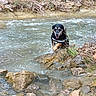 Lou a rejoint le concours — aidez-le/la à gagner de superbes lots ! dog, canine, black_and_tan, wet, wading, river, creek, stream, water, rocks, rocky_shore, outdoors, nature, woodland, vegetation, shoreline, animal, harness, running_water, adventure
