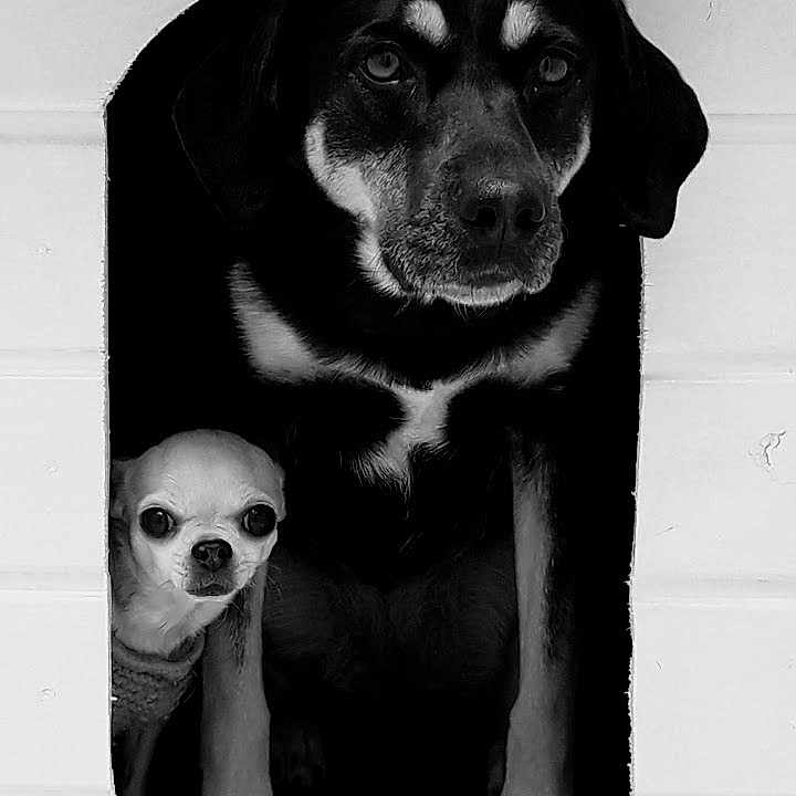 Lou a rejoint le concours — aidez-le/la à gagner de superbes lots ! dog, dogs, puppy, chihuahua, large_dog, small_dog, black_and_white, portrait, doorway, wooden_wall, house, pet, animals, standing, peeking, serious_expression, indoor, vintage_style, monochrome, cute