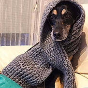 Lou participe au concours pour gagner de l'argent avec cette photo : dog, scarf, knitted_scarf, black_and_tan, portrait, sitting, couch, sofa, blanket, turquoise_blanket, indoors, home, cozy, curtains, window, cushion, brown_eyes, floppy_ears, funny, winter