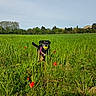 Lou a rejoint le concours — aidez-le/la à gagner de superbes lots ! dog, pet, animal, outdoor, field, grass, wildflowers, poppies, greenery, nature, countryside, landscape, sky, trees, house, villa, tennis_ball, pink_harness, running, playful