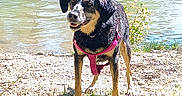 Lou a rejoint le concours — aidez-le/la à gagner de superbes lots ! dog, canine, wet_fur, pink_harness, standing, outdoors, river, lake, shoreline, water, rocks, grass, sunlight, summer, nature, animal_portrait, happy, open_mouth, black_and_tan, adventure