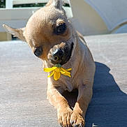 Abee a rejoint le concours — aidez-le/la à gagner de superbes lots ! dog, chihuahua, small_dog, pet, animal, flower, yellow_flower, holding_flower, outdoor, patio, sunlight, portrait, close_up, crossed_paws, large_eyes, pointed_ears, short_hair, tan_fur, shadow, cute