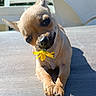 dog, chihuahua, small_dog, pet, animal, flower, yellow_flower, holding_flower, outdoor, patio, sunlight, portrait, close_up, crossed_paws, large_eyes, pointed_ears, short_hair, tan_fur, shadow, cute