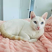 Snow is registered to the contest to win money with this photo: animal, bedroom, blue_eyes, cat, closeup, cozy, curious, cute, domestic_cat, feline, fur, indoor, laying_down, pet, pink_blanket, plush, relaxed, resting, soft_texture, white_cat