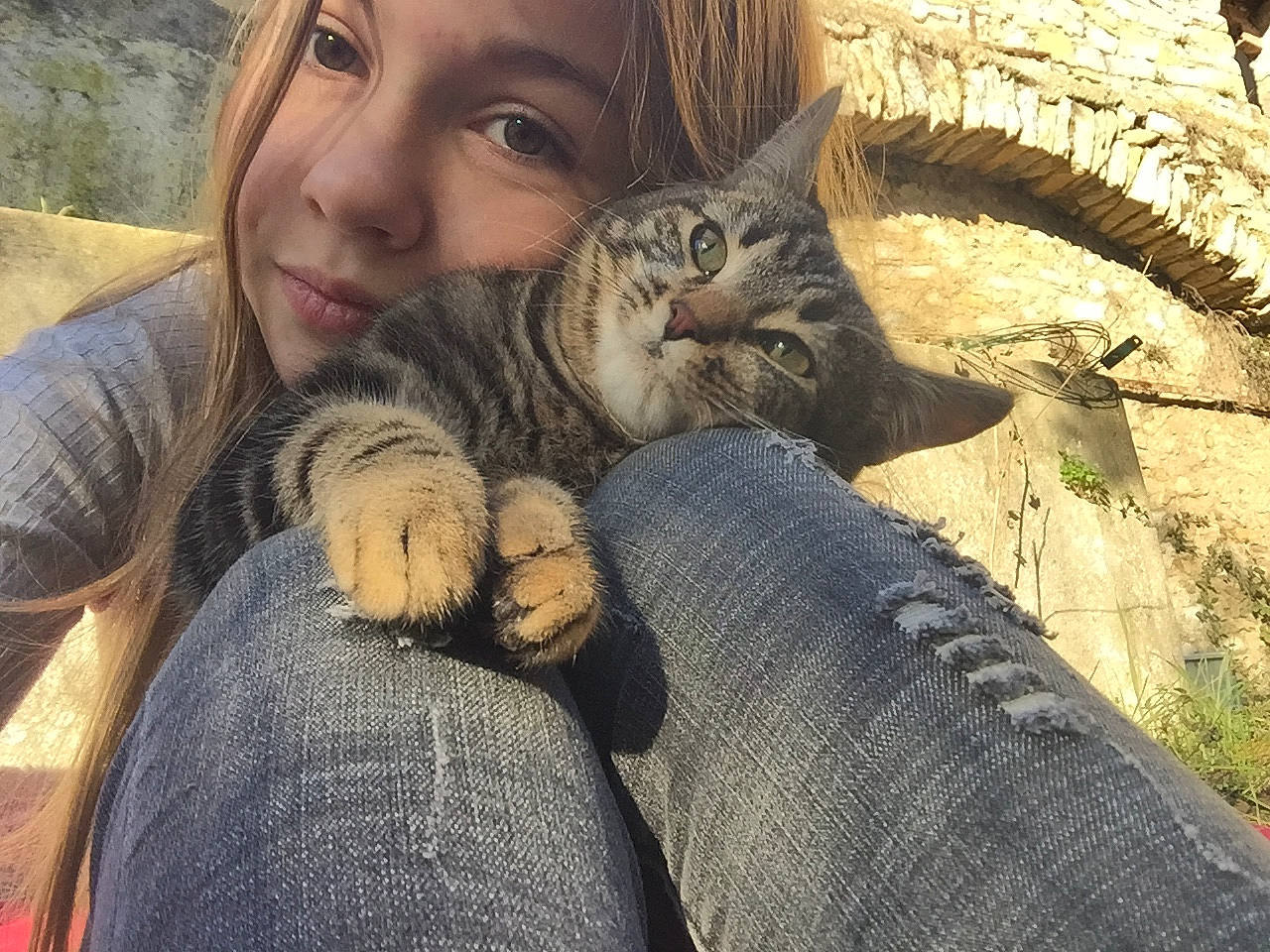 Max participe au concours pour gagner de l'argent avec cette photo : asian, carnivore, cat, domestic_short_haired_cat, european_shorthair, eye, fawn, felidae, fur, hug, jeans, kitten, leg, nose, paw, person, pixie_bob, skin, small_to_medium_sized_cats, tabby_cat