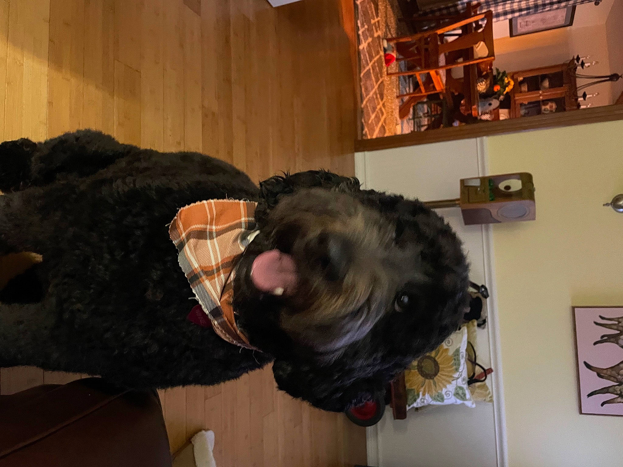 Winnie joined the competition — help win amazing prizes! art, canidae, companion_dog, costume, dog_breed, fun, fur, fur_clothing, personal_protective_equipment, room, snout, sporting_group, visual_arts