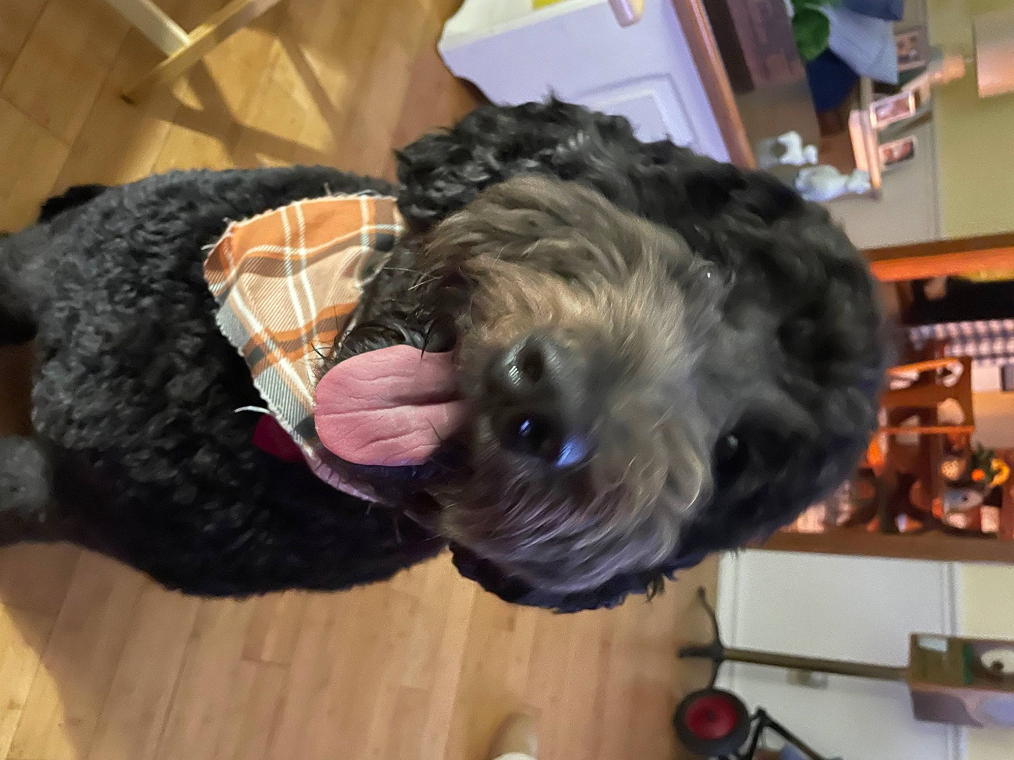 Winnie is registered to the contest to win money with this photo: canidae, carnivore, companion_dog, costume, dog, dog_breed, dog_clothes, dog_supply, fur, hardwood, hat, non_sporting_group, schnauzer, small_terrier, snout, sporting_group, standard_schnauzer, terrier, toy_dog, working_animal