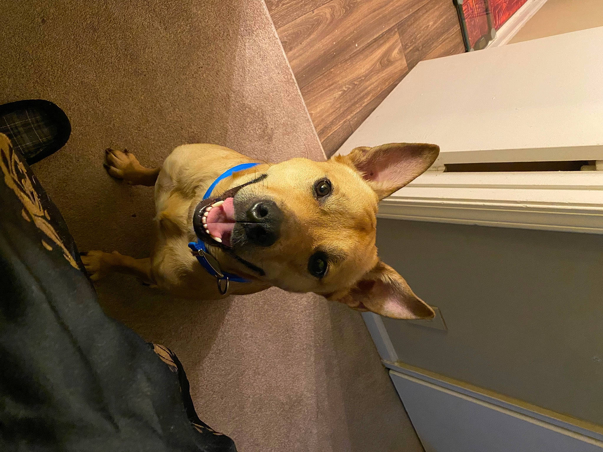 Kingsley is registered to the contest to win money with this photo: art, canidae, carnivore, collar, companion_dog, dog, dog_breed, dog_collar, dog_supply, ear, fashion_accessory, fawn, flooring, non_sporting_group, personal_protective_equipment, pet_supply, sporting_group, whiskers, wood, working_animal