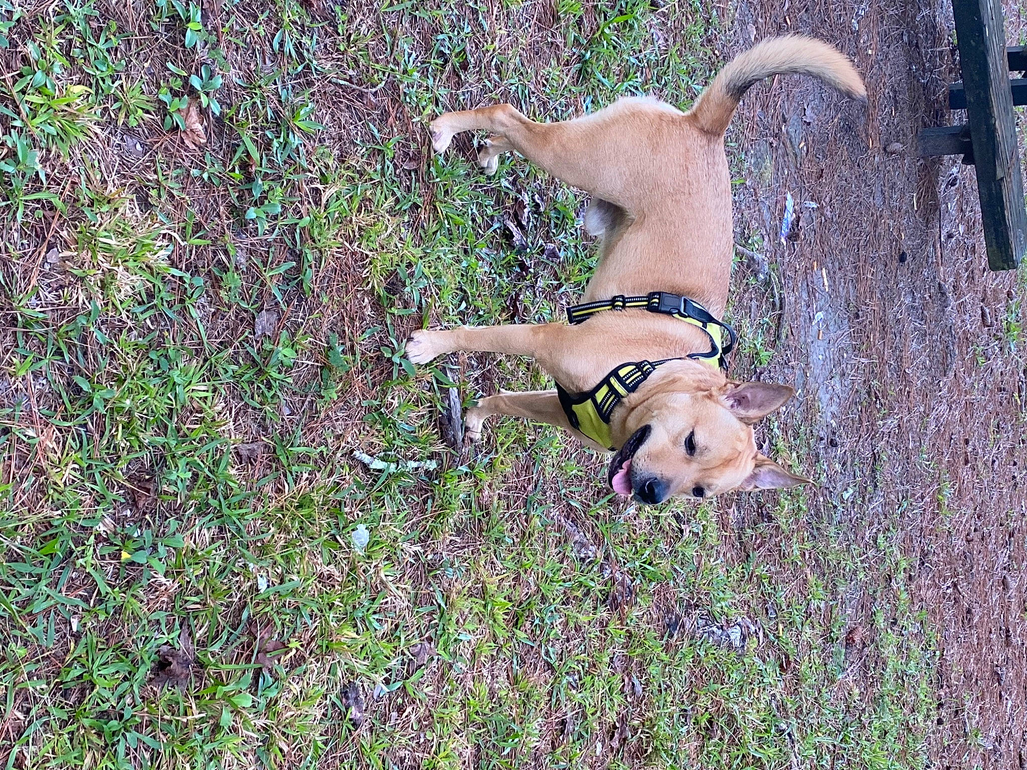 Kingsley is registered to the contest to win money with this photo: canidae, carnivore, companion_dog, dog, dog_breed, dog_supply, fawn, grass, groundcover, herbaceous_plant, non_sporting_group, people_in_nature, pet_supply, plant, soil, sporting_group, tail, terrestrial_animal, wildlife, working_animal