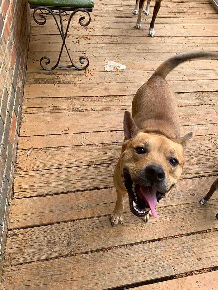 Kingsley joined the competition — help win amazing prizes! carnivore, collar, companion_dog, dog, dog_breed, dog_collar, dog_supply, door, fawn, floor, flooring, hardwood, pet_supply, plank, snout, sporting_group, tail, wood, wood_stain, working_animal