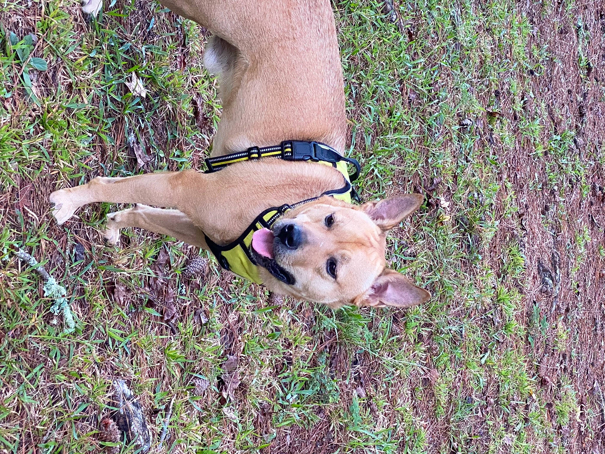 Kingsley joined the competition — help win amazing prizes! adventure, carnivore, collar, companion_dog, dog, dog_breed, dog_collar, dog_supply, fawn, grass, grass_family, human_leg, paw, people_in_nature, plant, snout, sporting_group, tail, thigh, wrist