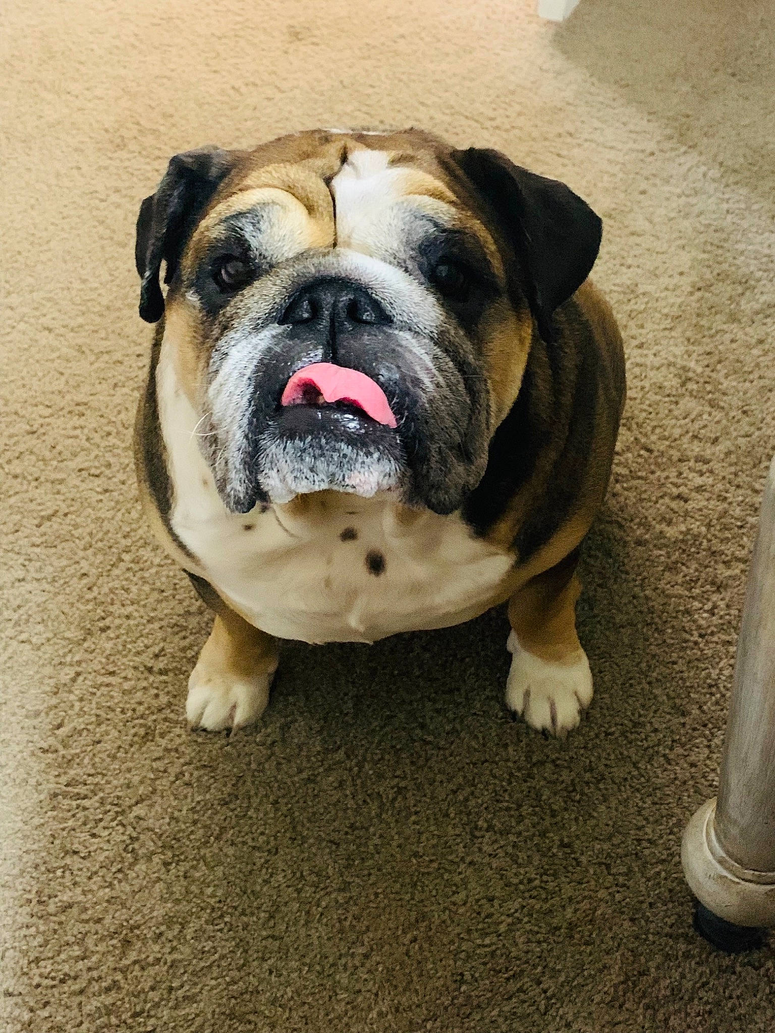 Rosie is registered to the contest to win money with this photo: ancient_dog_breeds, bulldog, canidae, carnivore, companion_dog, dog, dog_breed, fawn, grass, non_sporting_group, puppy, snout, sporting_group, symmetry, terrestrial_animal, whiskers, working_dog, wrinkle