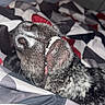 Tucker is registered to the contest to win money with this photo: dog, pet, canine, lying_down, upside_down, smiling, open_mouth, teeth, nose, whiskers, fur, black_and_white, bed, blanket, bedroom, indoor, flash_photography, close_up, portrait, funny