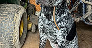 Tucker joined the competition — help win amazing prizes! dog, canine, speckled_coat, black_and_white, sitting, portrait, garage, workshop, tractor, tire, farm_equipment, machinery, muddy, wooden_wall, indoor, collar, orange_leash, floppy_ears, alert, photography