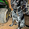 dog, canine, speckled_coat, black_and_white, sitting, portrait, garage, workshop, tractor, tire, farm_equipment, machinery, muddy, wooden_wall, indoor, collar, orange_leash, floppy_ears, alert, photography