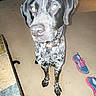 Tucker is registered to the contest to win money with this photo: dog, canine, speckled_coat, black_and_white, standing, indoors, living_room, carpet, floor, collar, flash_photography, wide_eyed, floppy_ears, short_hair, pet, sneakers, furniture, home, portrait, animal