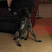 Tucker is registered to the contest to win money with this photo: dog, canine, speckled_coat, black_and_white, sitting, indoors, living_room, carpet, armchair, collar, pet, animal, portrait, home, furniture, floor, framed_photos, warm_lighting, relaxed, funny_pose
