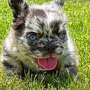 Chanel joined the competition — help win amazing prizes! puppy, dog, grass, blue_eyes, tongue_out, outdoor, sunlight, cute, animal, pet, fur, happy, nature, playful, close_up, small_dog, mammal, young, adorable, tongue