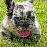 puppy, dog, grass, blue_eyes, tongue_out, outdoor, sunlight, cute, animal, pet, fur, happy, nature, playful, close_up, small_dog, mammal, young, adorable, tongue