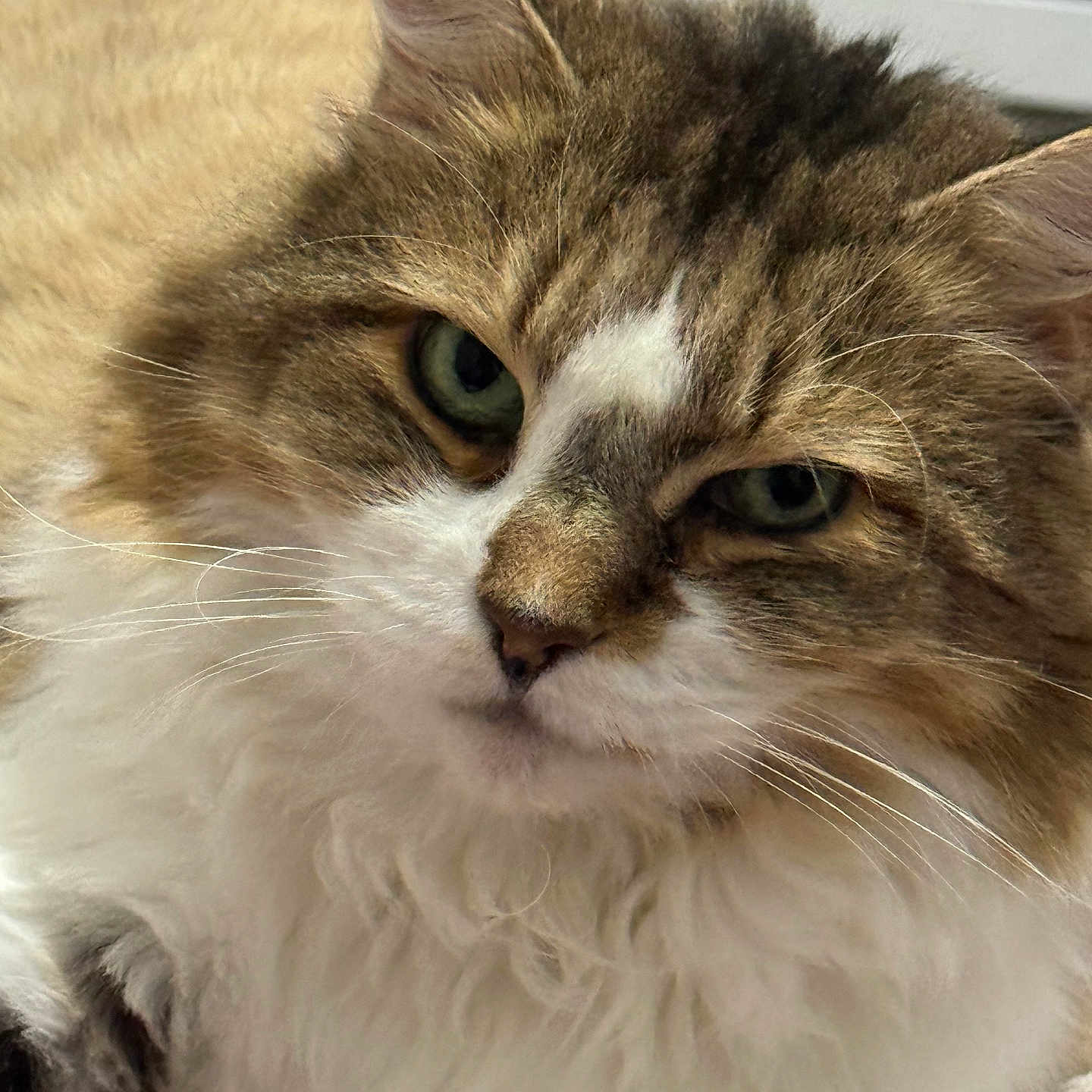 Baby joined the competition — help win amazing prizes! abyssinian, angora, animal, brasssection, cat, horn, kitten, manx, musicalinstrument, pet, siamese, snout