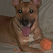 Ottela Titite a rejoint le concours — aidez-le/la à gagner de superbes lots ! dog, brown_dog, tongue_out, indoor, couch, white_couch, pet, animal, chewed_toy, orange_toy, happy, playful, collar, chain_collar, ears_up, looking_at_camera, paw, fur, pet_indoor, smiling_dog