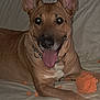 dog, brown_dog, tongue_out, indoor, couch, white_couch, pet, animal, chewed_toy, orange_toy, happy, playful, collar, chain_collar, ears_up, looking_at_camera, paw, fur, pet_indoor, smiling_dog