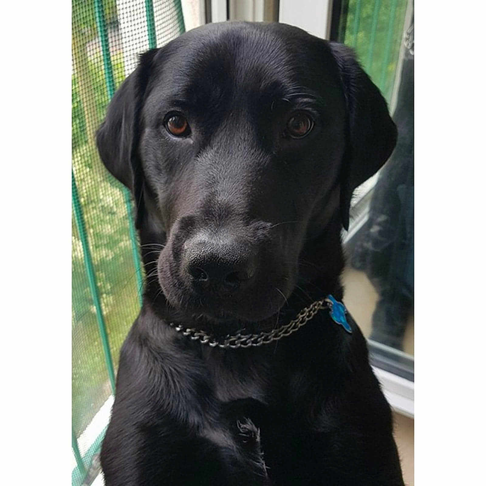 Nike a rejoint le concours — aidez-le/la à gagner de superbes lots ! dog, black_dog, pet, canine, chain_collar, blue_tag, window, mesh_curtain, indoor, portrait, closeup, looking_at_camera, animal, fur, ears, nose, eyes, calm, curious, reflection