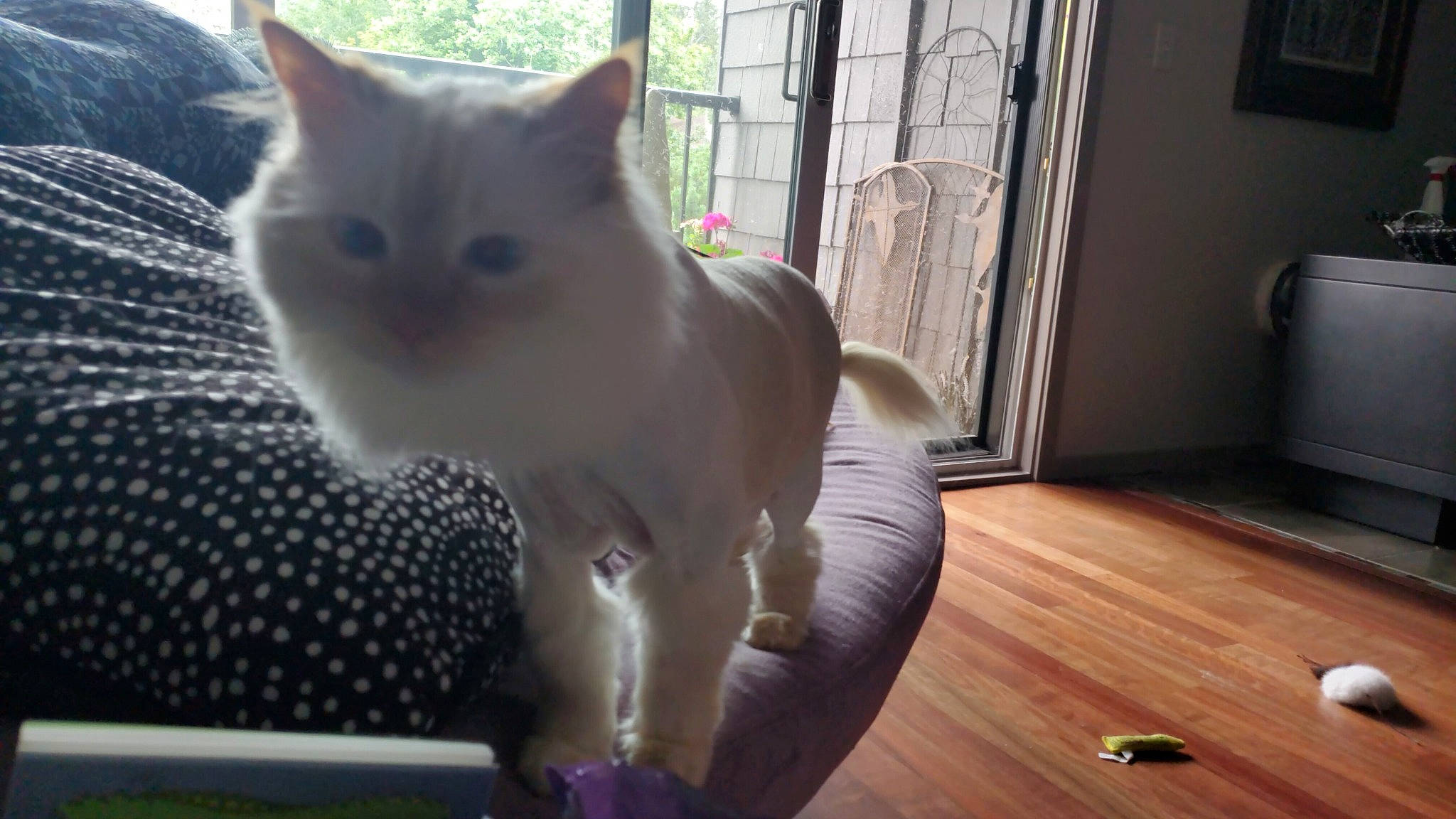 Whip is registered to the contest to win money with this photo: aegean_cat, asian, burmilla, carnivore, cat, colorpoint_shorthair, domestic_short_haired_cat, european_shorthair, fawn, felidae, khao_manee, kitten, mammal, ojos_azules, singapura, small_to_medium_sized_cats, tail, turkish_angora, turkish_van, whiskers