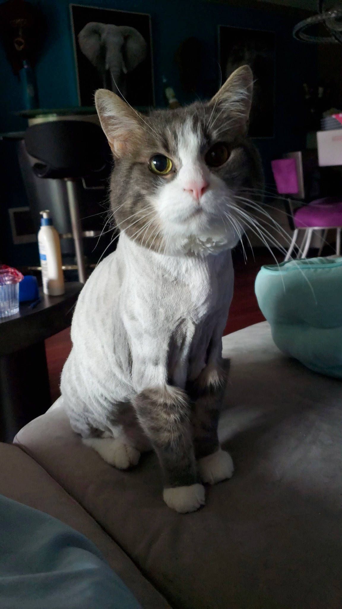 Zeke is registered to the contest to win money with this photo: aegean_cat, american_wirehair, asian, carnivore, cat, domestic_short_haired_cat, european_shorthair, felidae, german_rex, kitten, mammal, polydactyl_cat, small_to_medium_sized_cats, tabby_cat, whiskers