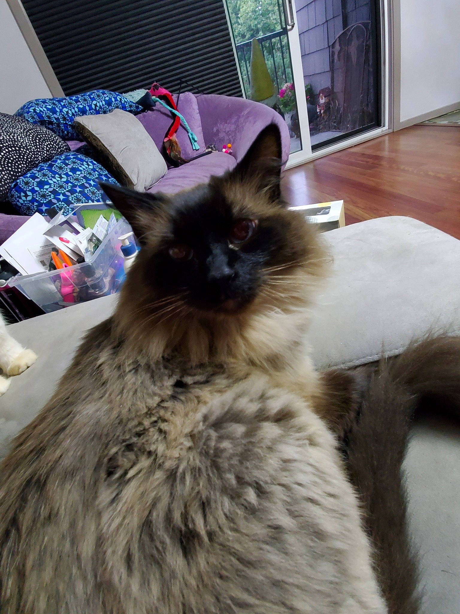 Gus Gus is registered to the contest to win money with this photo: balinese, birman, carnivore, cat, domestic_long_haired_cat, fawn, felidae, fur, himalayan, mammal, norwegian_forest_cat, ragdoll, small_to_medium_sized_cats, vertebrate, whiskers